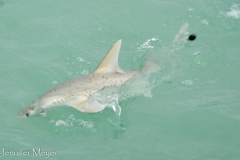 I watched a fisherman catch a small shark.