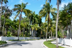 Palm-lined streets.