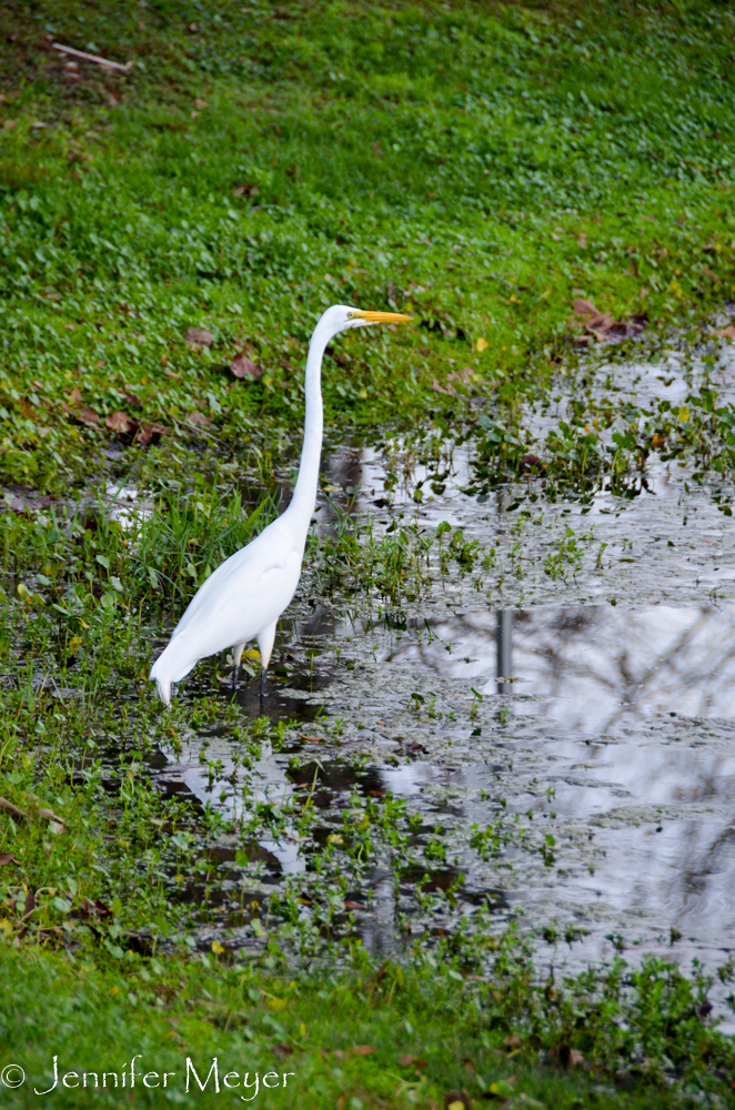 At least there was a puddle with wildlife nearby.