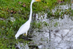 At least there was a puddle with wildlife nearby.