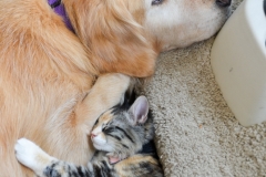 Bailey doesn't love the cuddling, but she puts up with it.