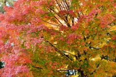 Beautiful trees in the campground.