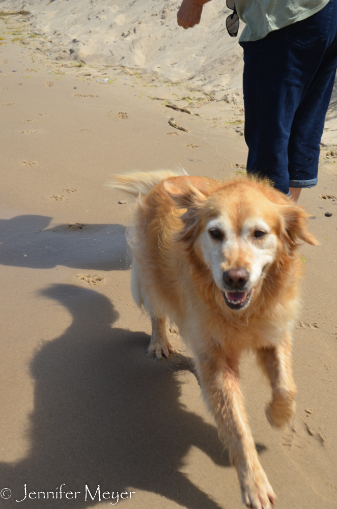 Beach-happy Bailey.