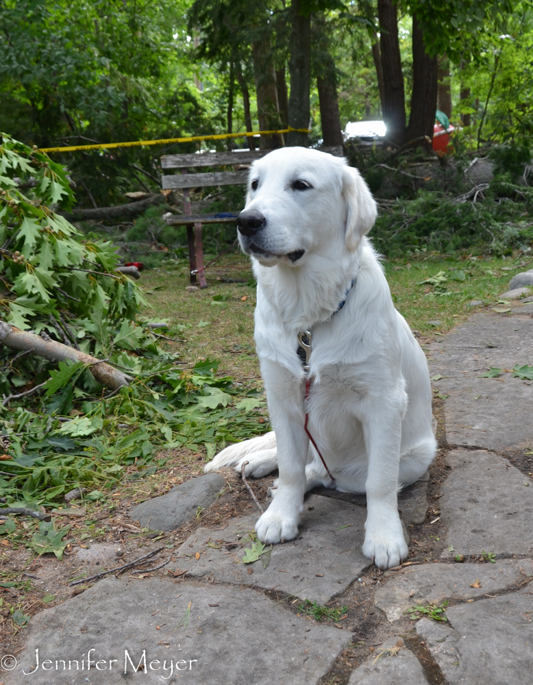 This beautiful 7-month-old retriever belonged to the gardener.