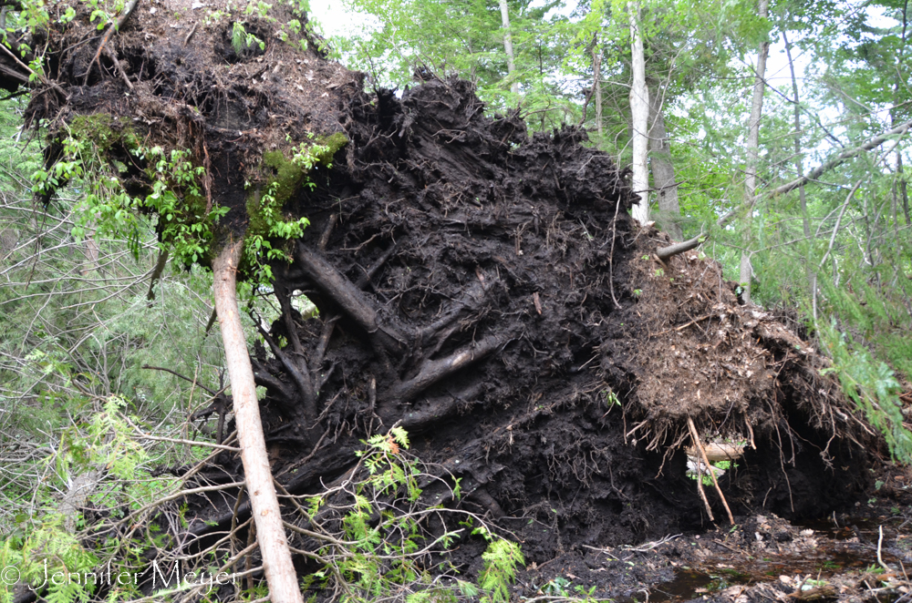 Roots of a huge fallen tree.
