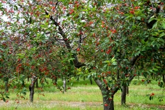 There were so many cherry orchards along the road.