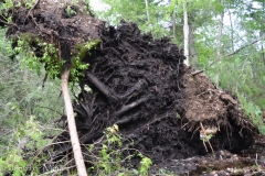 Roots of a huge fallen tree.
