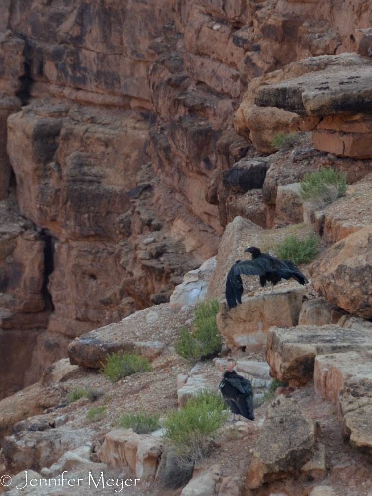 On the rocky cliffs, we spotted two condors.