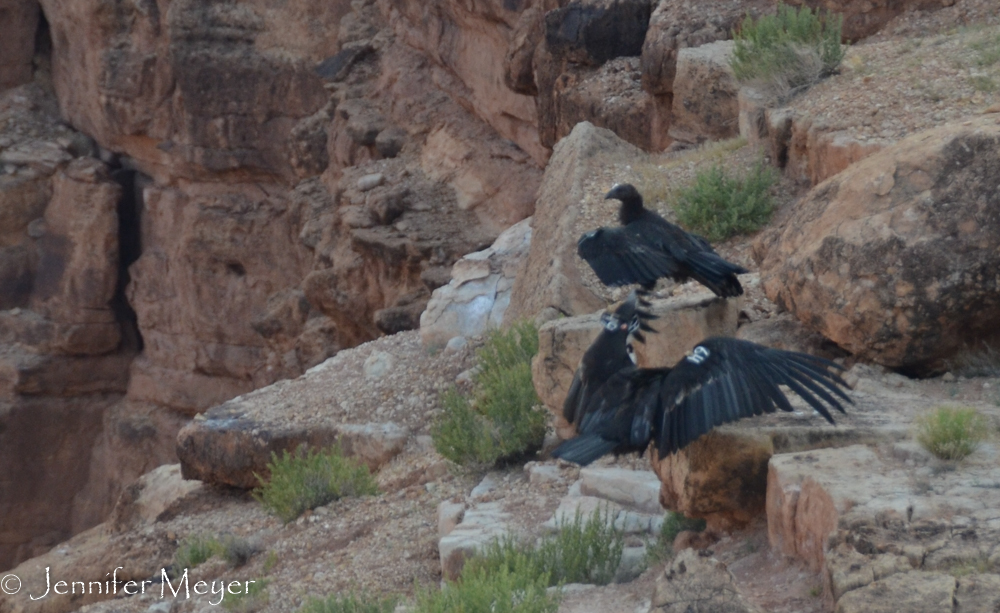 Brought back from near extinction, tagged condors were released from this bridge in 1995.