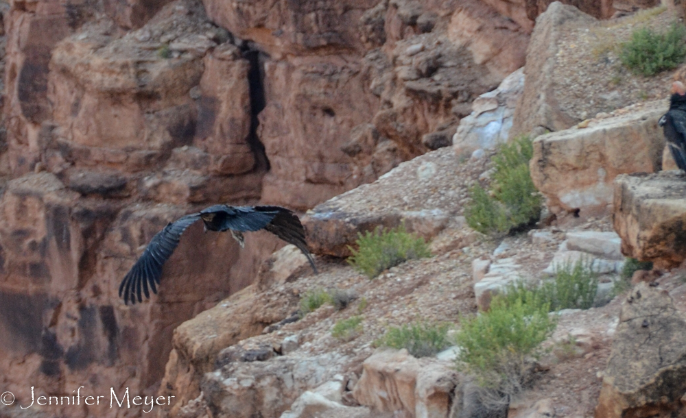 The wingspan of a condor is 10 feet.