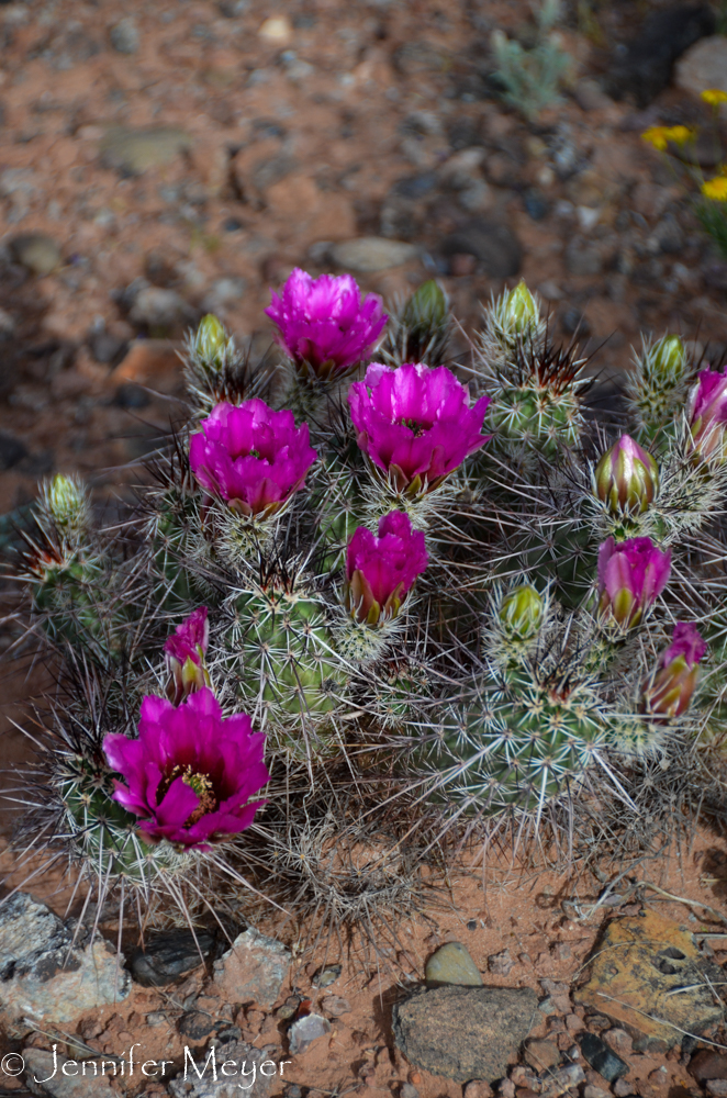 Prickly Pear cacti were in bloom.