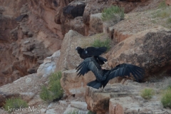 Down to 20, there are now 400 condors, only 70 in the wild.