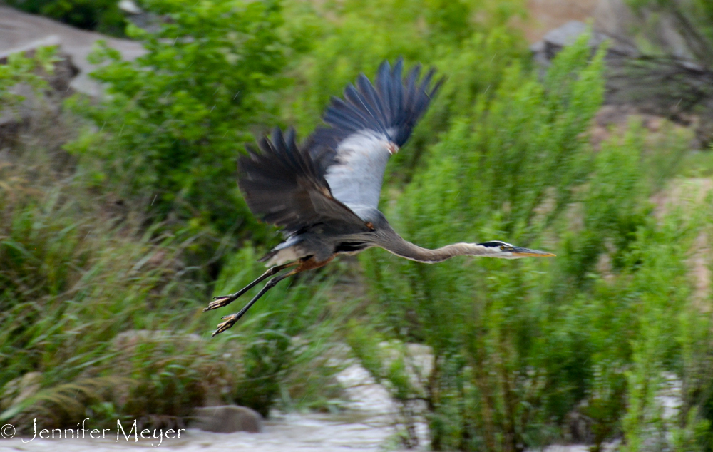 Heron in flight.
