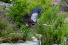 Heron in flight.
