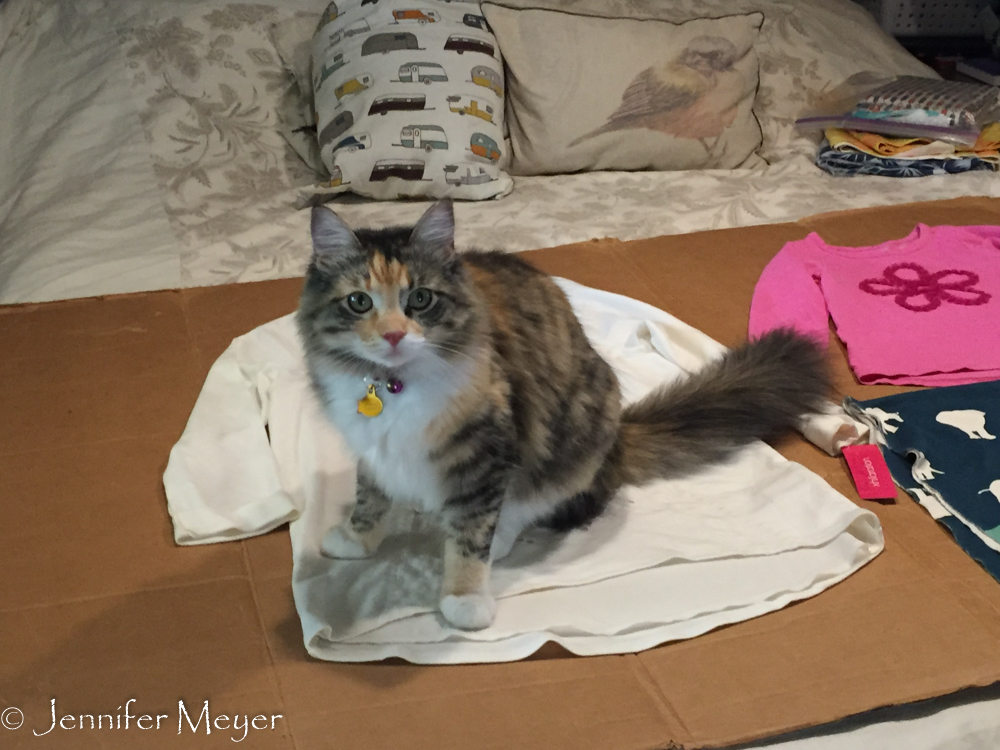 Gypsy helped with some sewing projects.
