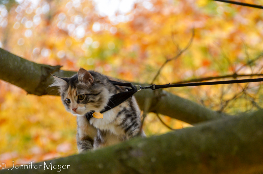 Until her leash snagged on a branch.