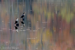 Birds and reflections.