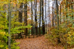 The path from the pond.
