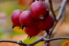 There was a tree bursting full of these red berries.