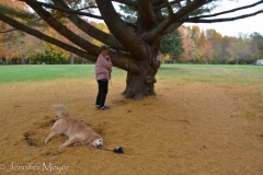 While Gypsy climbed a tree, Bailey made dog angels.