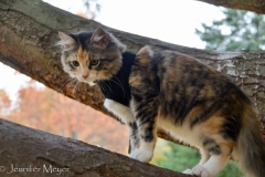 Meanwhile, Gypsy was climbing.