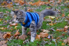 Gypsy wore her new cozy sweater.