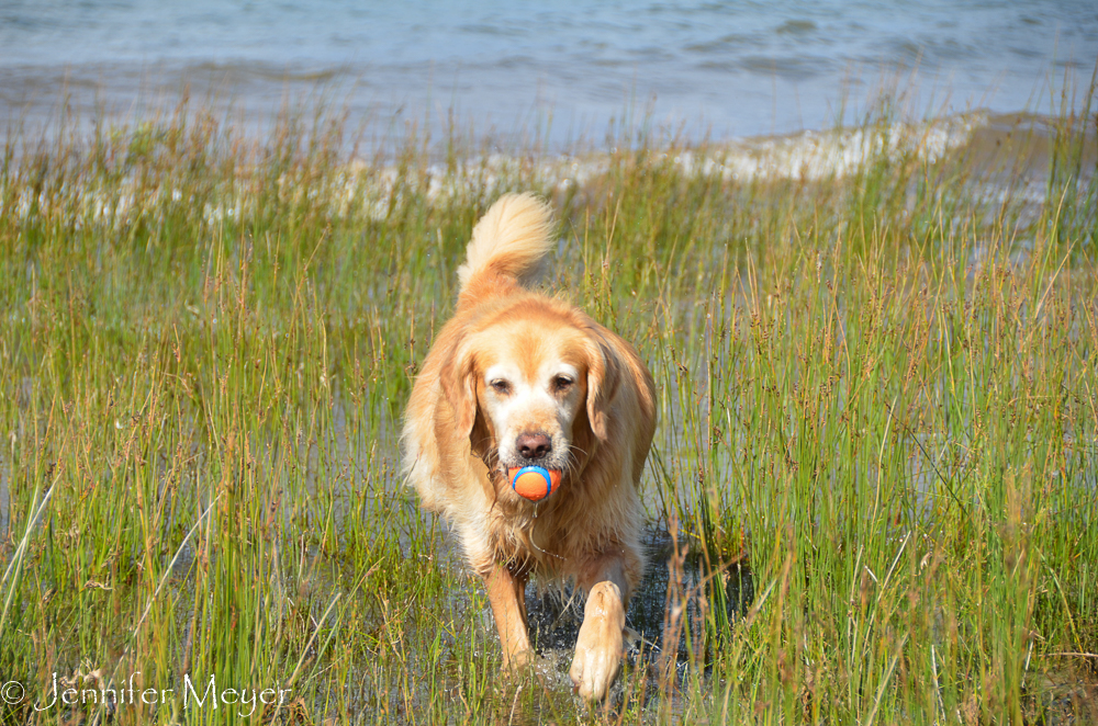 Bailey got to fetch and swim in the lake.