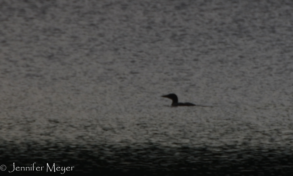 The only loon I saw in Minnesotal, although I heard several.