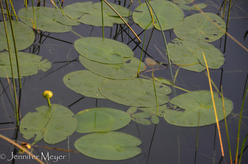 Lots of lily pads.