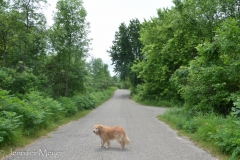 I did get Bailey out for a walk before the bugs attached us.