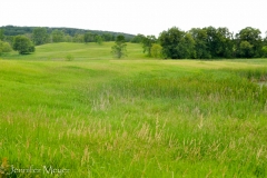 Everything was so GREEN!