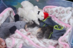 Snuggling with her subsitute sibs.