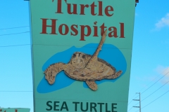 We stopped at the Turtle Hospital in Marathon.