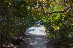 We walked through this tree tunnel.