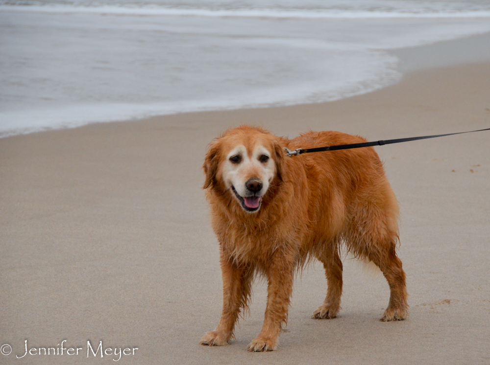 Bailey was just happy to be at the beach.