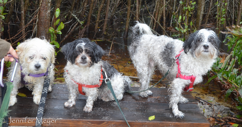 Three wet mops.
