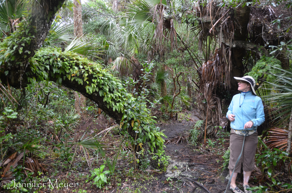 Corrine admires the ferms growing on the tree trunk.