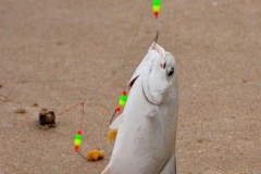 The prized pompono.