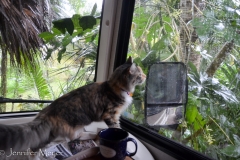 The next morning, Gypsy kept busy watching a cardinal in the tree.