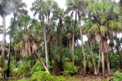 A palm jungle.