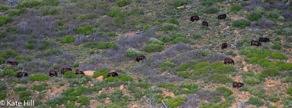 Wild horses on a hillside.