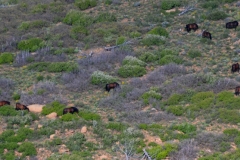 Wild horses on a hillside.