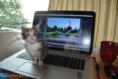It's begun: cat paws on the laptop.