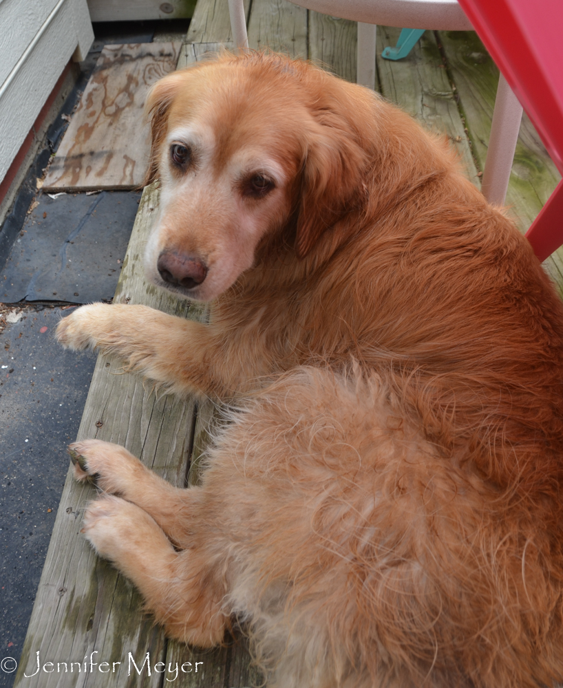 Bailey got to swim, too.