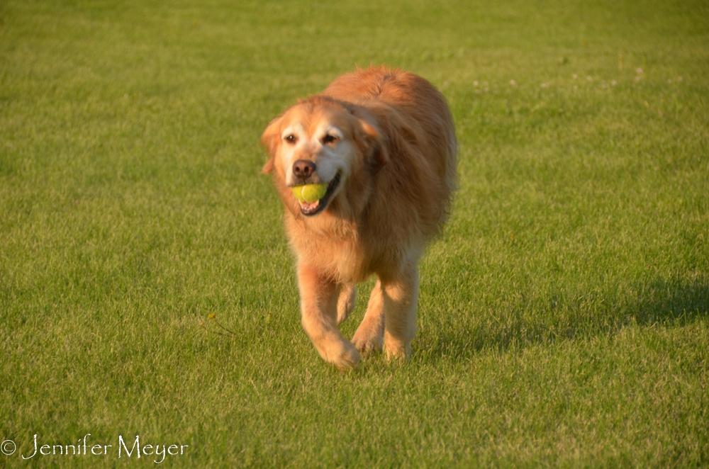 Bailey loved fetching on the great green lawn.