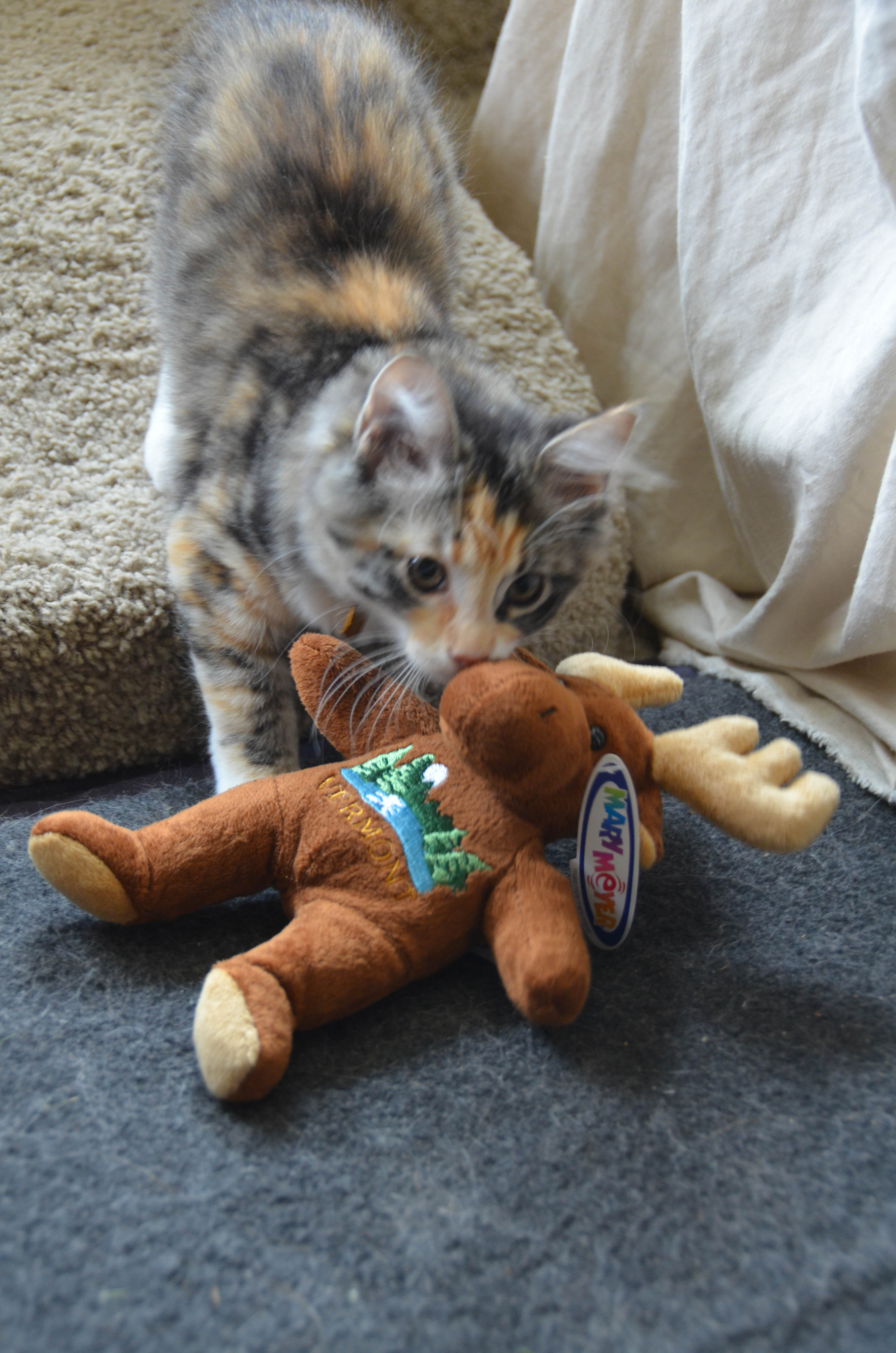 We brought Gypsy and Bailey souvenir toys from the creamery.