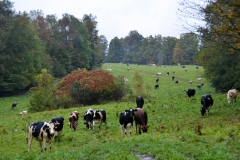 I drove up a rode in the rain to find the maple grove.