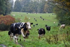 Instead I found a field of cows.