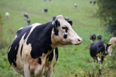 They were very curious about me.