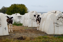 When I saw this, my beaucolic moment was over. Veal calves are kept chained and in boxes for all their short lives.